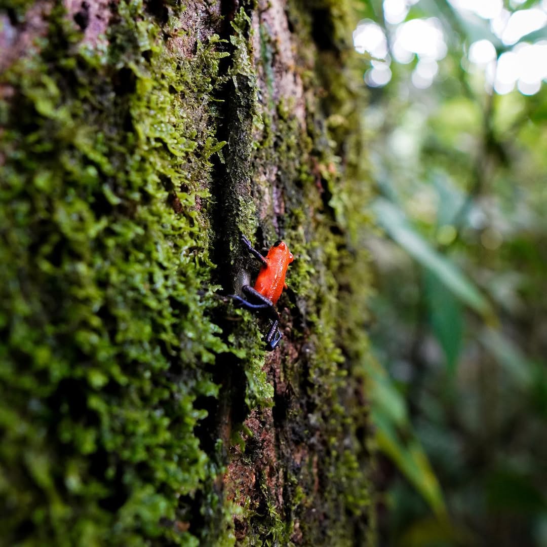Costa Rican wildlife spotted during a guided nature tour