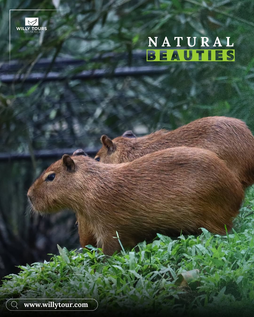 Capybara resting among Costa Rica's natural beauty